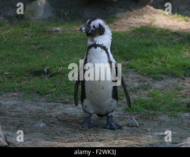 I capretti nero footed penguin (Spheniscus demersus,), a.k.a. Africani o dei pinguini Jackass penguin Foto Stock