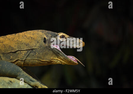 Un drago di Komodo a Bronx Zoo , New York City Foto Stock