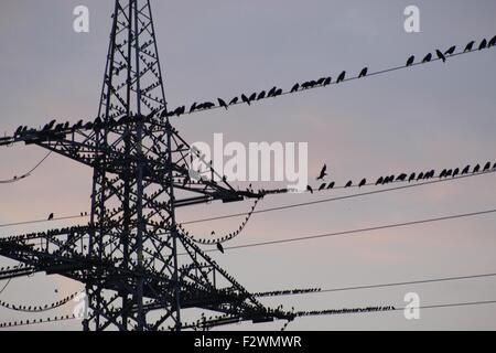 Centinaia di uccelli su una tensione elevata corrente elettrica, shorty prima del tramonto. Si è ricordato di Hitchcock film "Gli uccelli". Foto Stock