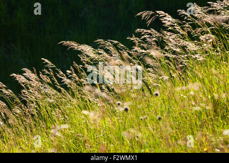 Alte erbe al vento Foto Stock