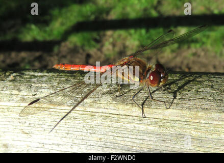 COMMON DARTER DRAGONFLY Sympetrum striolatum. Foto Tony Gale Foto Stock