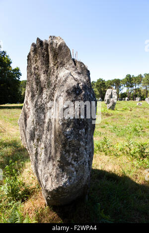 Alcuni dei più di 3000 pietre permanente dal neolitico a Carnac, Brittany, Francia Foto Stock