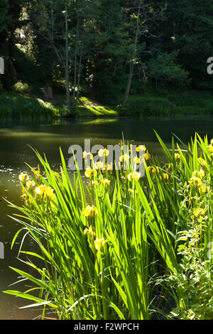 Bandiera gialla iris accanto al crescente Soudley stagni nella Foresta di Dean, GLOUCESTERSHIRE REGNO UNITO Foto Stock