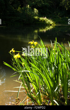 Bandiera gialla iris accanto al crescente Soudley stagni nella Foresta di Dean, GLOUCESTERSHIRE REGNO UNITO Foto Stock