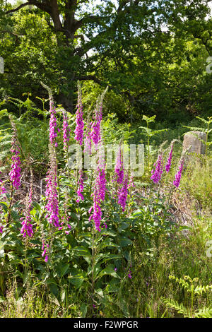 Foxgloves crescente nella Foresta di Dean a vigna collina accanto a un 1844 pietra di confine - GLOUCESTERSHIRE REGNO UNITO Foto Stock