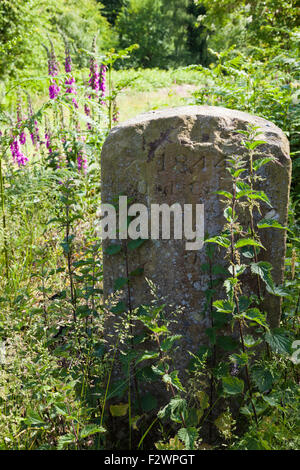 Foxgloves crescente nella Foresta di Dean a vigna collina accanto a un 1844 pietra di confine - GLOUCESTERSHIRE REGNO UNITO Foto Stock