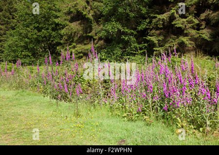 Foxgloves crescente nella Foresta di Dean a vigna Hill, GLOUCESTERSHIRE REGNO UNITO Foto Stock