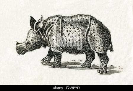 Il rinoceronte indiano, o maggiore di un corno di rinoceronte, Rhinoceros unicornis. Da un edificio del XVIII secolo di stampa. Foto Stock