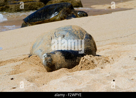 Hawaiian Foca Monaca (Neomonachus schauinslandi) appoggiato sulla spiaggia di Ho'okipa Beach Park, Para, Maui, Hawaii, nel mese di agosto Foto Stock