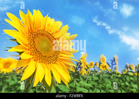 Campo di girasole su nuvoloso cielo azzurro e sole splendente di luci. Foto Stock