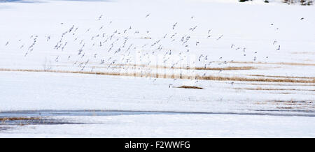 Snow bunting poggiano su un campo, la migrazione degli uccelli. Plectrophenax nivalis, in movimenti stagionali tra allevamento e motivi di svernamento Foto Stock