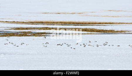 Snow bunting poggiano su un campo, la migrazione degli uccelli. Plectrophenax nivalis, in movimenti stagionali tra allevamento e motivi di svernamento Foto Stock