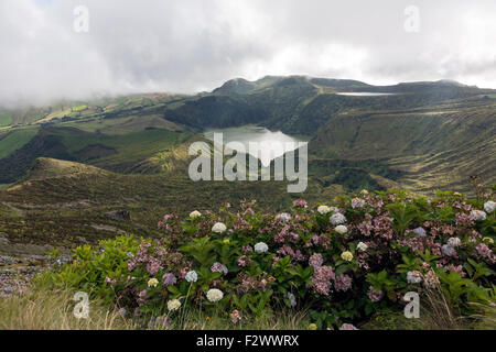 Lagoa Funda das Lajes e Lagoa Rasa dietro con Hydrangea macrophylla, sull isola di Flores, Azzorre Foto Stock