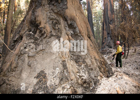 Carbonizzati tronco di un gigantesco albero di sequoia danneggiato dal fuoco approssimativa in Sierra forestale nazionale Settembre 22, 2015 a Fresno County, California. Il fulmine-ha causato incendi continua a crescere e ha già bruciato 141,133 acri. Foto Stock