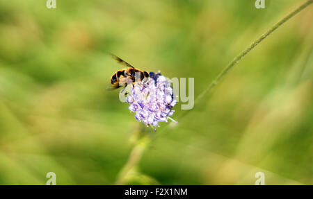 Wasp, il giallo e il nero spogliato di insetti su un fiore viola con le ali fuori Foto Stock