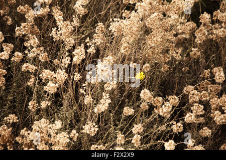Un fiore giallo tra molti fiori asciutti Foto Stock