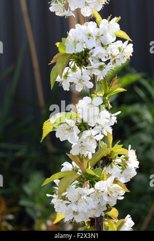 Immagine ravvicinata di ciliegio Lapins fiori su un albero Foto Stock