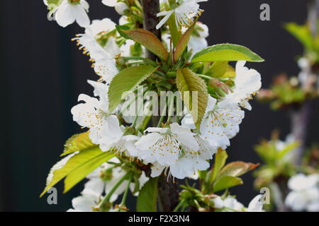 Immagine ravvicinata di ciliegio Lapins fiori su un albero Foto Stock