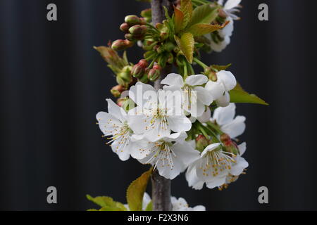 Immagine ravvicinata di ciliegio Lapins fiori su un albero Foto Stock