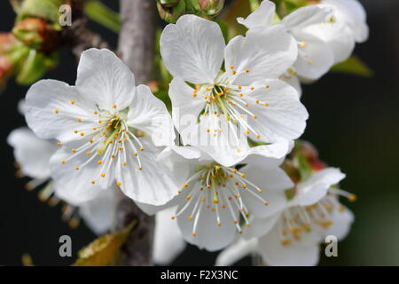 Immagine ravvicinata di ciliegio Lapins fiori su un albero Foto Stock