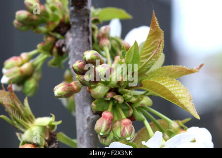 Immagine ravvicinata di ciliegio Lapins boccioli di fiori su un albero Foto Stock