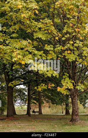 Donna anziana seduta su una panchina nel parco in un boschetto di alberi decidui, Gerico Park, Vancouver, BC, Canada Foto Stock