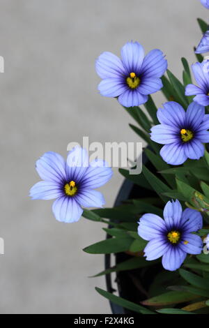 Sisyrinchium bellum o noto anche come erba Blue-Eyed Foto Stock