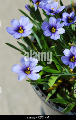 Sisyrinchium bellum o noto anche come erba Blue-Eyed Foto Stock