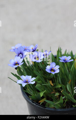 Sisyrinchium bellum o noto anche come erba Blue-Eyed piantato in una pentola Foto Stock