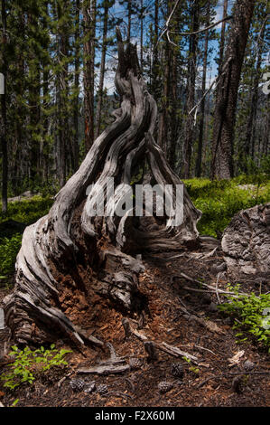 Ceppo di albero, alberi, astratta, natura astratta, all'aperto, boschi Foto Stock