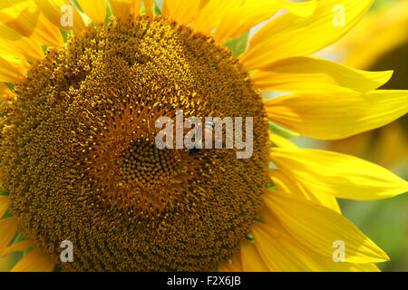 Bee nel girasole Foto Stock