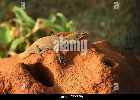 Monitor indiano Lizard Foto Stock