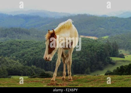 Bianco e Marrone di cavallo sulla montagna verde Foto Stock