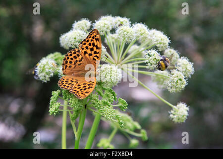 Verde scuro Fritillary butterfly Argynnis aglaja Foto Stock
