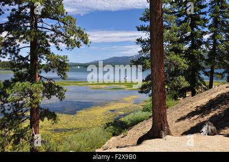 Alberi di pino frame questa vista del Big Bear Lake nella California meridionale. Foto Stock