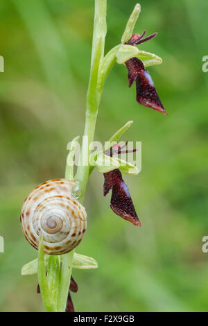 Fly orchid, nome latino Ophrys insectifera, coperto di gocce di pioggia con una lumaca risalendo il suo stelo Foto Stock