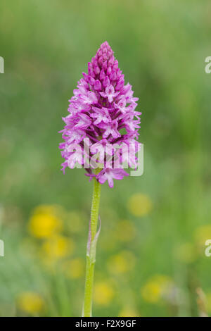 Pyramid orchid, nome latino Anacamptis pyramidalis, chiamato anche orchide, coperto di goccioline di acqua Foto Stock