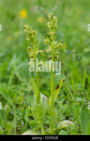 Frog Orchid, nome latino Coeloglossum viride Foto Stock