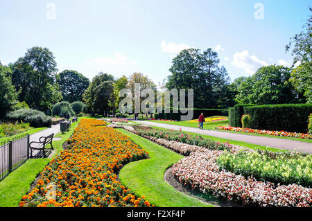 Letti di fiori, Central Park, Dartford Kent, England, Regno Unito Foto Stock