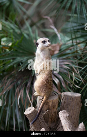 Meerkat Suricata suricatta Foto Stock