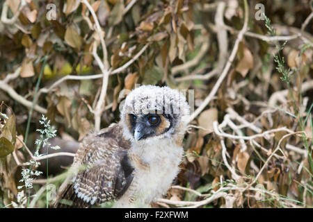 Giovani asiatici in legno marrone owl Foto Stock