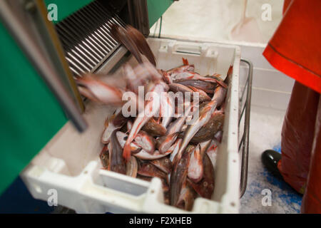 Dutch nave da pesca la pesca nel mare del Nord per la sogliola e la passera pianuzza Foto Stock