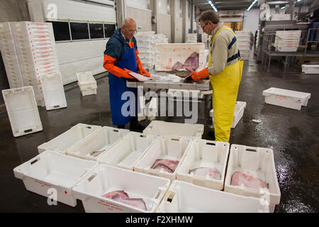 La lavorazione del pesce in olandese asta del pesce in den helder Foto Stock