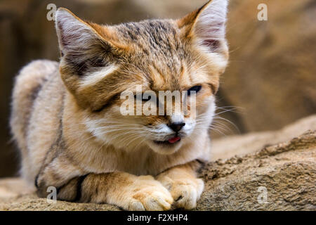 Ritratto di un gatto di sabbia (Felis margarita) Foto Stock