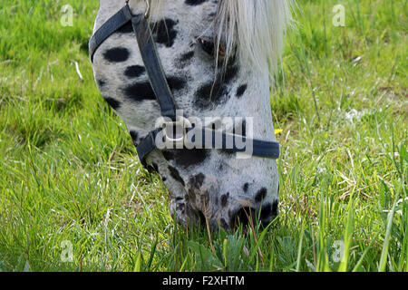 Punteggiato nero carino cavallo Foto Stock