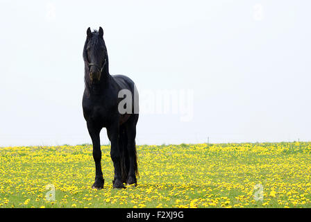 Nero stallone arabo Foto Stock