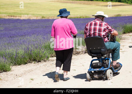 Coppia senior con uomo in motoscooter godendo la lavanda alla Lordington Lavender Farm, Chichester, West Sussex UK nel mese di luglio Foto Stock