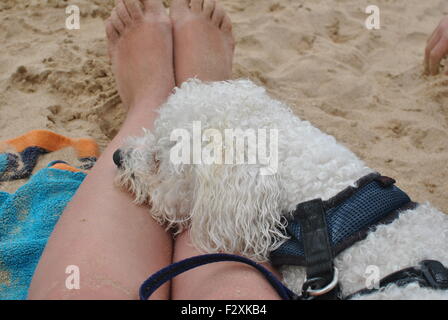 Cane amorevole giacente sul proprietario per le gambe Foto Stock