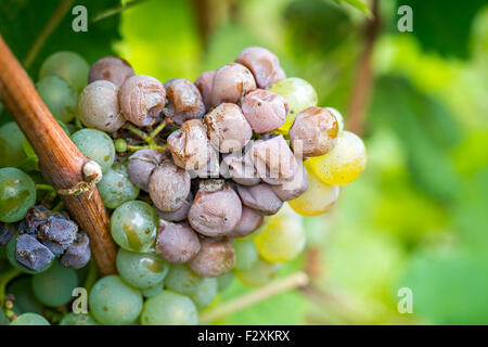 La muffa nobile di un vino di uva, uve muffato Foto Stock