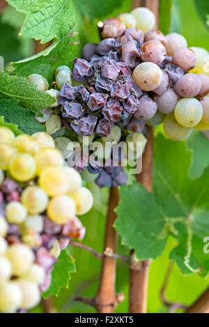 La muffa nobile di un vino di uva, uve muffato Foto Stock